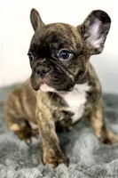 Abby, a female French Bulldog for sale in Bristol, IN – Photo 2 of 2