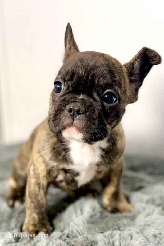 Abby – French Bulldog puppy for sale in Bristol, IN