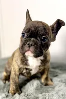Abby, a female French Bulldog for sale in Bristol, IN – Photo 1 of 2