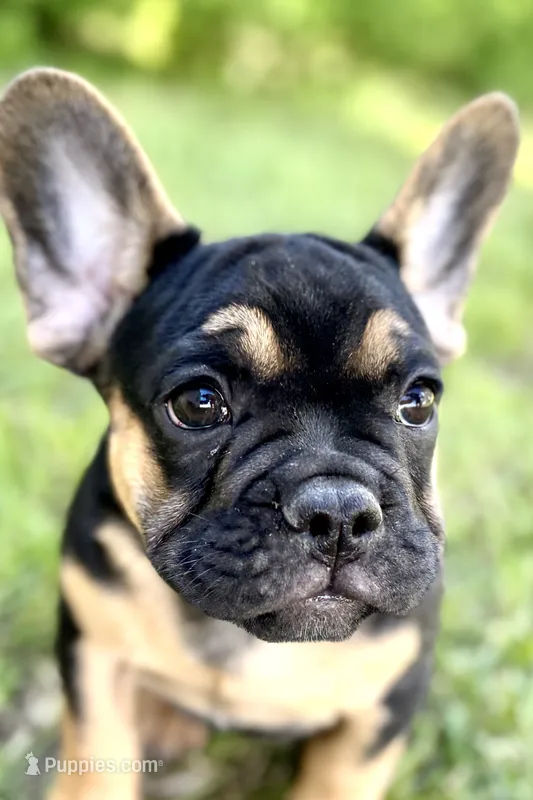 Arlo – French Bulldog puppy for sale in Bristol, IN