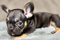 Harper, a female French Bulldog for sale in Bristol, IN – 4 of 10