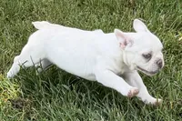 Stella, a female French Bulldog for sale in Bristol, IN – 4 of 8