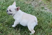 Skye, a female French Bulldog for sale in Bristol, IN – 10 of 10
