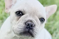 Skye, a female French Bulldog for sale in Bristol, IN – 1 of 10