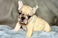 Hank, a male French Bulldog for sale in Bristol, IN – 6 of 9