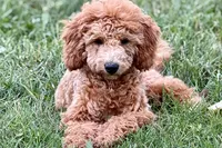 Whisper, a female Goldendoodle for sale in Bristol, IN – 4 of 9