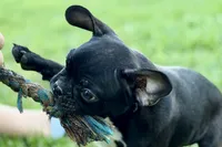 Quincy, a male Frenchton for sale in Bristol, IN – 6 of 9