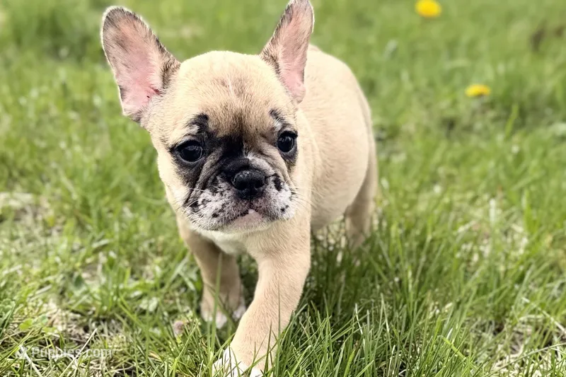 Arabelle – French Bulldog puppy for sale in Bristol, IN