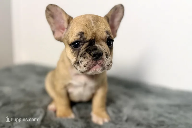 Arabelle – French Bulldog puppy for sale in Bristol, IN
