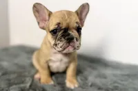 Arabelle, a female French Bulldog for sale in Bristol, IN – Photo 1 of 7