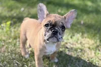 Arabelle, a female French Bulldog for sale in Bristol, IN – 10 of 10