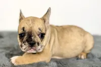 Arabelle, a female French Bulldog for sale in Bristol, IN – Photo 2 of 7