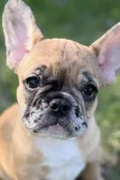 Arabelle, a female French Bulldog for sale in Bristol, IN – 3 of 10