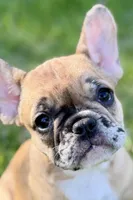 Arabelle, a female French Bulldog for sale in Bristol, IN – 1 of 10