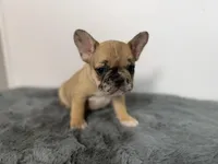 Arabelle, a female French Bulldog for sale in Bristol, IN – Photo 7 of 7