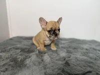 Arabelle, a female French Bulldog for sale in Bristol, IN – Photo 6 of 7