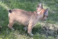 Arabelle, a female French Bulldog for sale in Bristol, IN – 7 of 10