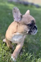 Arabelle, a female French Bulldog for sale in Bristol, IN – 8 of 10