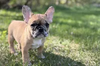 Arabelle, a female French Bulldog for sale in Bristol, IN – 4 of 10