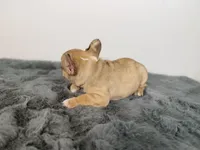 Arabelle, a female French Bulldog for sale in Bristol, IN – Photo 5 of 7