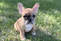 Arabelle, a female French Bulldog for sale in Bristol, IN – 6 of 10