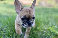 Arabelle, a female French Bulldog for sale in Bristol, IN – 9 of 10