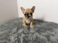 Arabelle, a female French Bulldog for sale in Bristol, IN – Photo 4 of 7