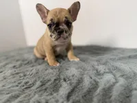 Arabelle, a female French Bulldog for sale in Bristol, IN – Photo 3 of 7