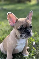 Arabelle, a female French Bulldog for sale in Bristol, IN – 2 of 10