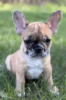 Arabelle, a female French Bulldog for sale in Bristol, IN – 5 of 10