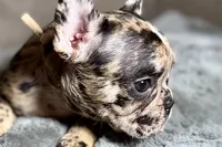 Heaven, a female French Bulldog for sale in Bristol, IN – 2 of 10