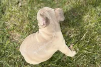 Cash, a male French Bulldog for sale in Bristol, IN – Photo 7 of 9
