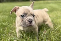 Cash, a male French Bulldog for sale in Bristol, IN – Photo 5 of 9