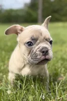 Cash, a male French Bulldog for sale in Bristol, IN – Photo 2 of 9