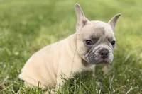 Cash, a male French Bulldog for sale in Bristol, IN – Photo 3 of 9