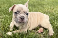 Cash, a male French Bulldog for sale in Bristol, IN – Photo 9 of 9