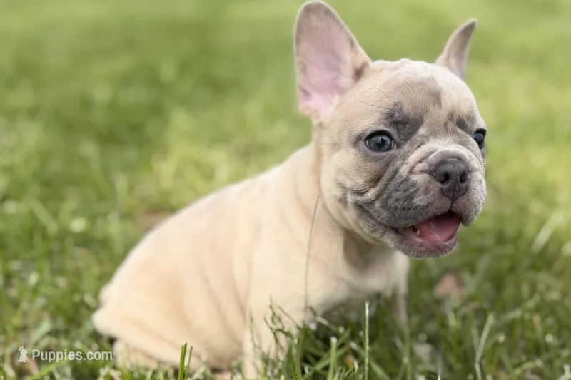 Cash – French Bulldog puppy on hold in Bristol, IN