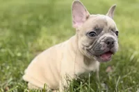 Cash, a male French Bulldog for sale in Bristol, IN – Photo 1 of 9