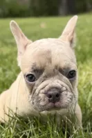 Cash, a male French Bulldog for sale in Bristol, IN – Photo 8 of 9