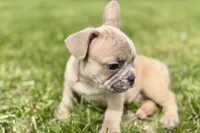 Cash, a male French Bulldog for sale in Bristol, IN – Photo 6 of 9