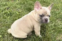 Cash, a male French Bulldog for sale in Bristol, IN – Photo 4 of 9