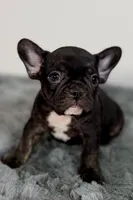 Allie, a male French Bulldog for sale in Bristol, IN – Photo 1 of 7
