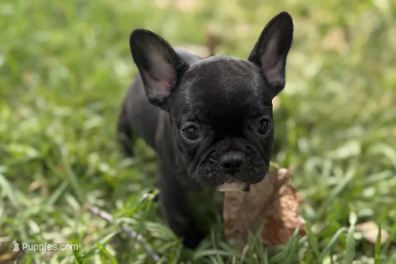 Allie – French Bulldog puppy for sale in Bristol, IN