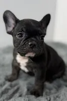 Allie, a male French Bulldog for sale in Bristol, IN – Photo 3 of 7