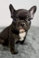 Allie, a male French Bulldog for sale in Bristol, IN – Photo 4 of 7