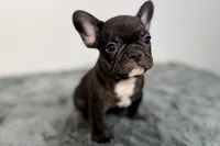Allie, a male French Bulldog for sale in Bristol, IN – Photo 7 of 7