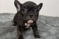 Allie, a male French Bulldog for sale in Bristol, IN – Photo 6 of 7