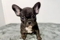 Allie, a male French Bulldog for sale in Bristol, IN – Photo 5 of 7