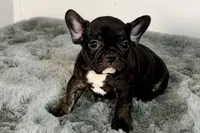 Allie, a male French Bulldog for sale in Bristol, IN – Photo 2 of 7