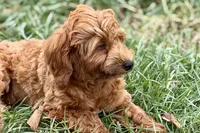 Waldo, a male Goldendoodle for sale in Bristol, IN – 4 of 9